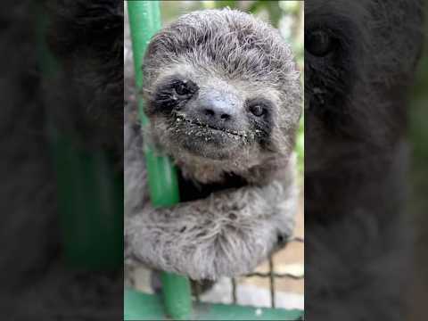 🦥 Olha o PrêJr na área, my friend