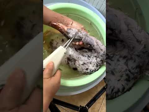 🦆Dispozitiv electric pentru îndepărtarea rapidă a părului la păsări de curte