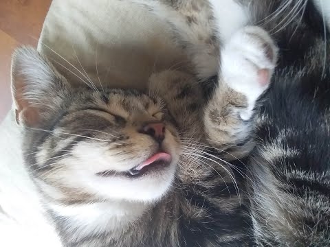 My brilliant Cat Nahla the Tabby playing a game of fetch with her favourite hair tie.