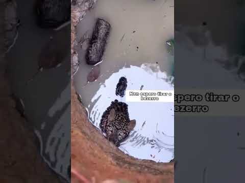 Onça caiu no buraco atrás de alimento
