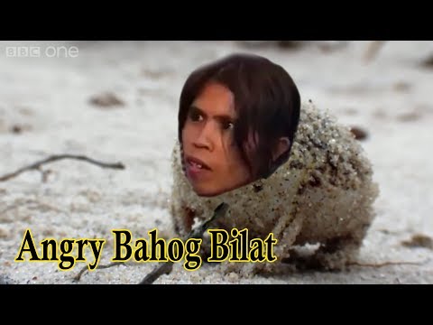 BAHOG BILAT Angry Squeaking Frog