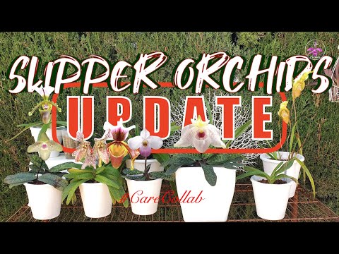 Slipper Orchids #carecollab UPDATE | First Blooms | Fails / Successes #ninjaorchids #updates