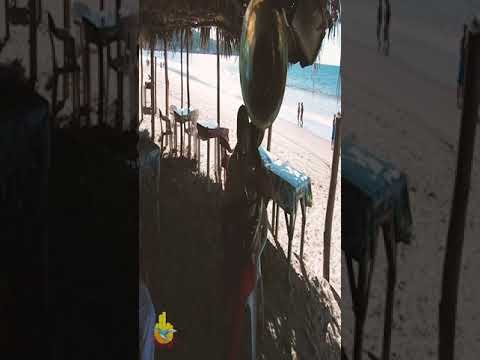 Simpson's theme played on the playa in Rincon De Guayabitos, Mexico #shorts