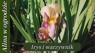 Mały warzywnik w maju i piękny irys od Pani Justyny