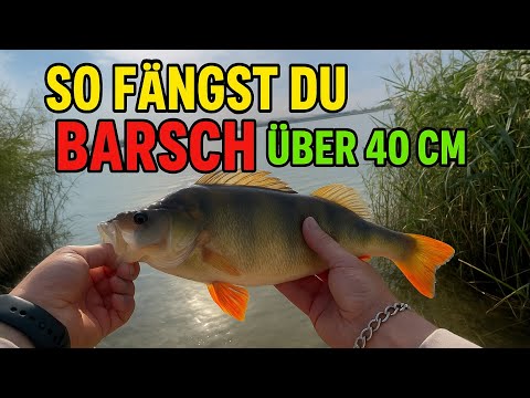 So fängst du 40+ Barsche| Tipps & Tricks zum Barschangeln 2025 🎣