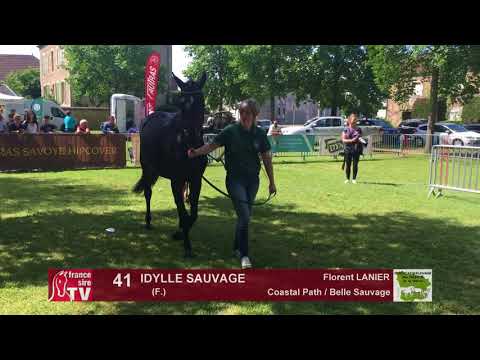 Sprinter Sacré Show 2018 : Lot 41 - IDYLLE SAUVAGE