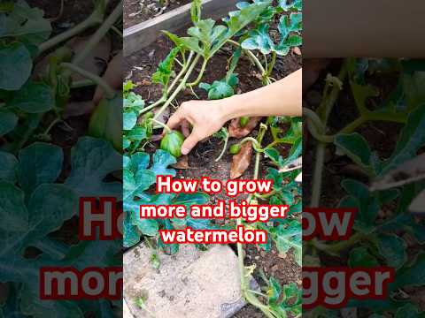 Советы по садоводству 23 — Как вырастить больше арбузов и увеличить их размер #арбуз #овощнойсад ...