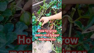 Garden tips 23 - How to get more and bigger watermelons #watermelon #vegetablegarden #gardentips