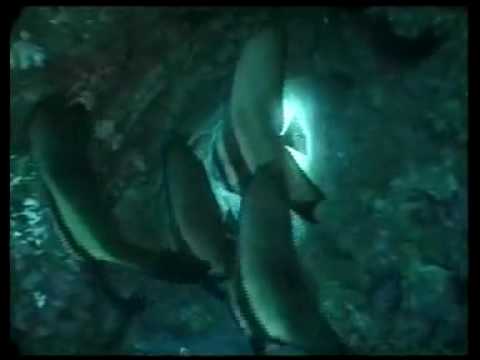 Scuba Diving at Hole in the Wall - Puerto Galera - Philippines.mp4