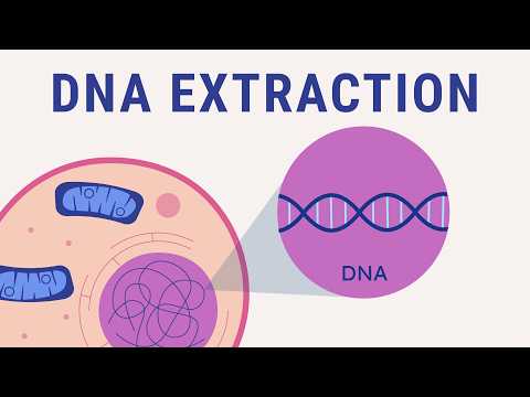 DNA extraction explained | biology animation