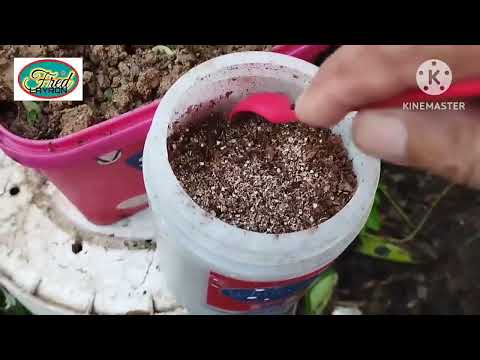 SECRET IN GARDENING...October 19, 2023