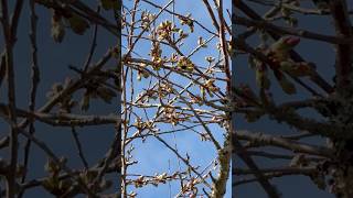 夫婦ランチ#shorts#夫婦時間 #夫婦#仲良し夫婦 #楽しい時間過ごし方 #楽しいひととき#幸せstyle #幸せ時間 #幸せな家族 #ランチ #散歩好き#海外生活vlog #日常生活vlog