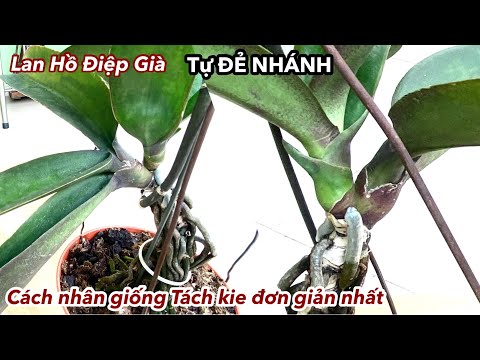 , title : 'Lan Hồ Điệp Già Tự Đẻ Nhánh | Cách Nhân Giống Tách Kie Đơn Giản Nhất'