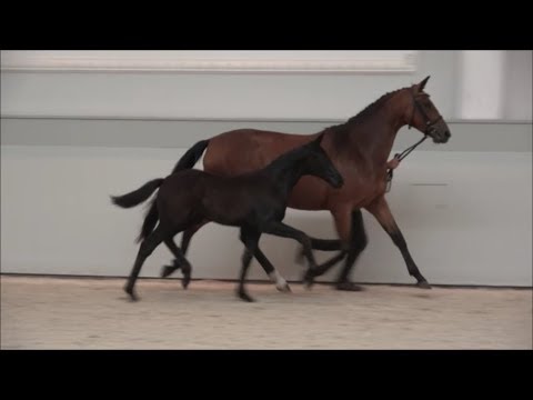 *2019 Stute von Dimagico - Grey Flanell