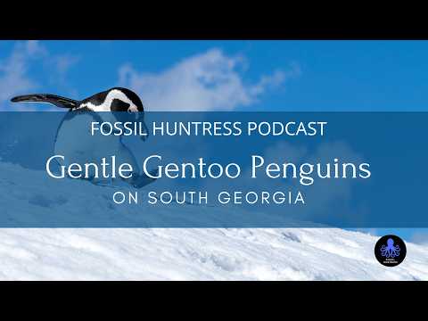 Love the Wild: Gentle Gentoo Penguins