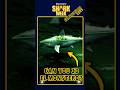 Expedition X Malpelo Island Monster Shark Can YOU Solve The Mystery First