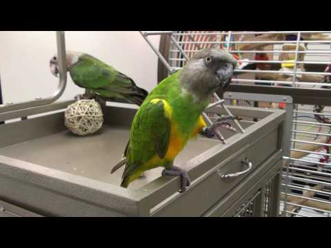 Kili Senegal Parrot – New Cage Area Shared With Truman
