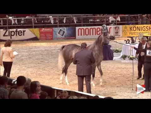 N.49 DA JAKARTA - Wels 2015 - Fillies 3 years old (Class 6)