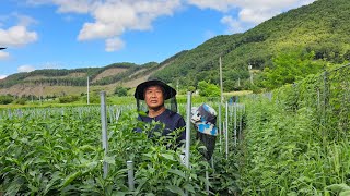 전국 고추 다수확왕 보은 권영섭-농사비결2