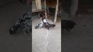 Download lagu Bibit unggul😁. . Birma vs Bk x mangon brakot nya dalem2💪👍👍#bangkok #pakhoy #birma #shorts mp3