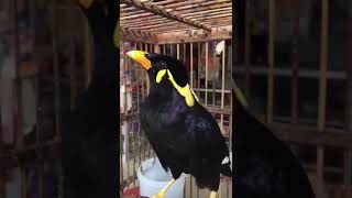 Download lagu Burung beo yang sudah pintar berbicara, # plis subscribe ya,,🙏 mp3