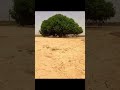 Miracle Of Allah Islamic Youtubeshorts Allah Viral Miracles