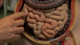 Gut Reaction