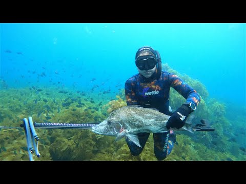 Wettie TV | HUNTING Techniques to improve SPEARFISHING