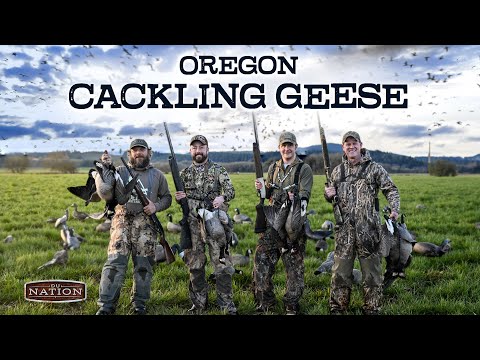 Oregon Goose Hunt: 1000s Of Cackling Geese In Action!