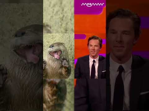Does Benedict Cumberbatch Look Like An Otter?