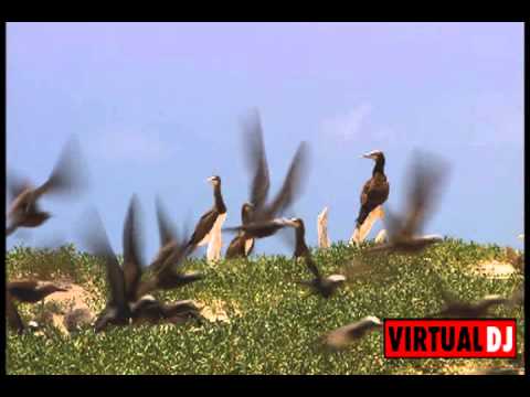 Hardwell & Martin Garrix vs. Bruno Mars - Carousel (Gzann reamix) vs. Just the way you are