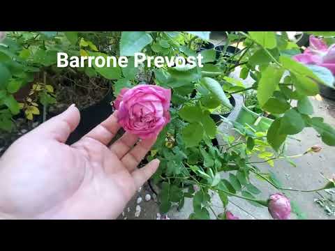 Late Spring Garden Tour