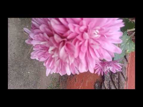 MANY KINDS OF FLOWERS 🌺🌹