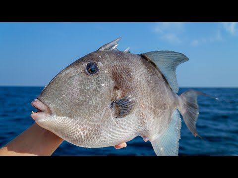 How to Fillet Triggerfish! BEST Way