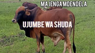 MAJENGA MDENDELA UJUMBE WA SHUDA BY ZENGO STUDIO 2026