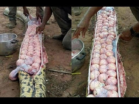 أغرب الأشياء التي وجدت داخل الحيوانات