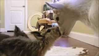 CRAZY Maras relentlessly pursue little lamb - Friend or Food?