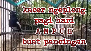 Download lagu kacer ngeplong pagi hari ampuh buat pancingan kacer bahan mp3 Download lagu kacer ngeplong pagi hari ampuh buat pancingan kacer bahan mp3