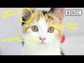 Learn To Read Your Cat S Feelings BBC