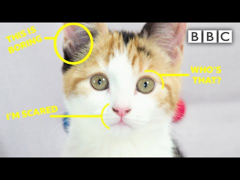YouTube video about: How does the narrator's wife feel about cats?