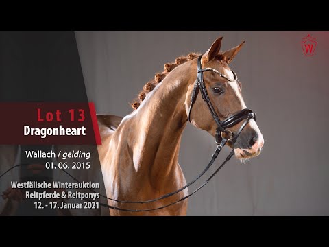 Trainingsvideo Winterauktion Lot 13 Dragonheart Wallach v. Dance Star AT NRW - Chico