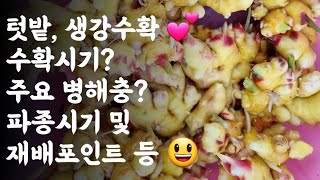 텃밭, 생강수확 