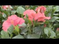 L'hibiscus d'intérieur : variétés, plantation et ...