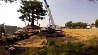 preview picture of video 'Rare Chimera Coast Redwood Tree Moved / replanting, time lapse, no ads'