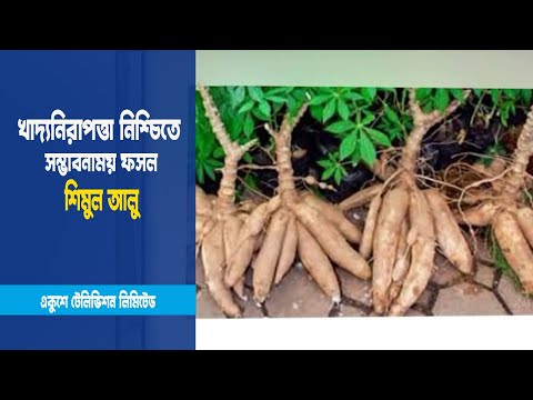 সম্ভাবনাময় ফসল শিমুল আলু