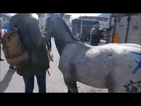 Fohlenversteigerung Maishofen 22/10/19