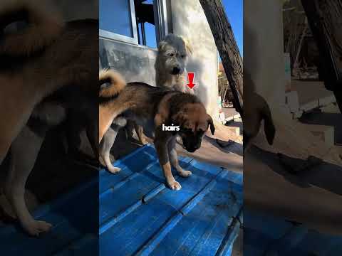 Wie Alpha-Hundekönig Charles sein Imperium an Rocky verlor (🎥 newlu_princess)