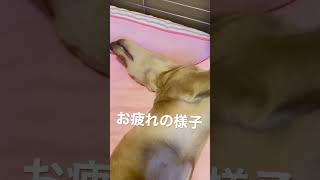 お疲れの様子 #shorts  #dachshund  #カニンヘンダックス