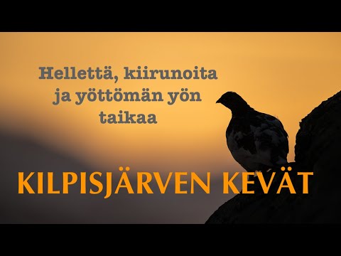 KILPISJÄRVEN KEVÄT. Hellettä, kiirunoita ja yöttömän yön taikaa