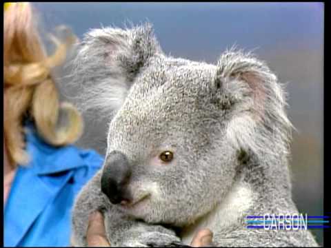 Johnny Carson Koala Bear